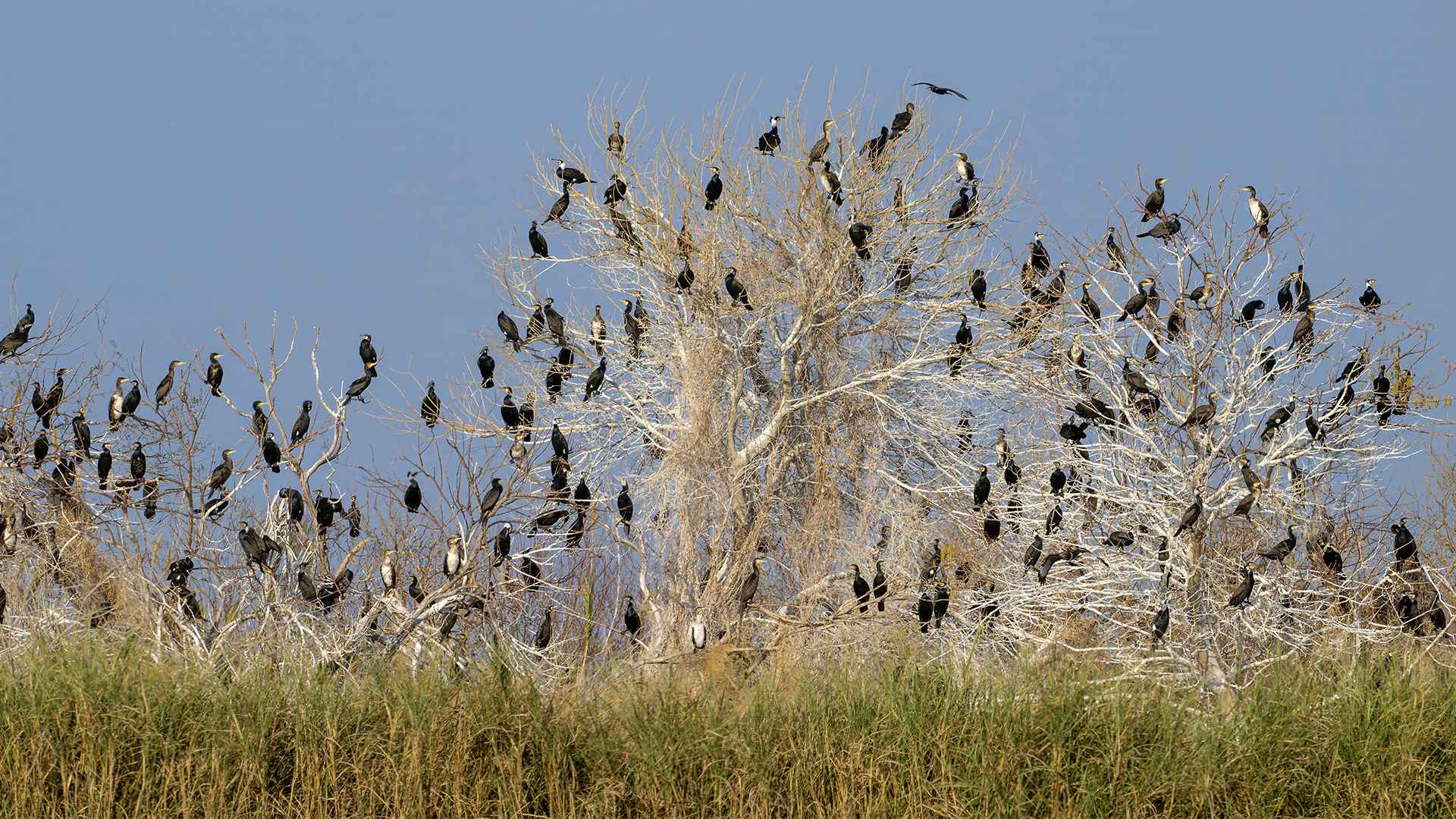 Great Cormorant